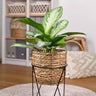 Aglaonema Silver Bay, 70-75 cm hoog