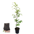 Beuk 50 stuks, minipallet, groene bladeren