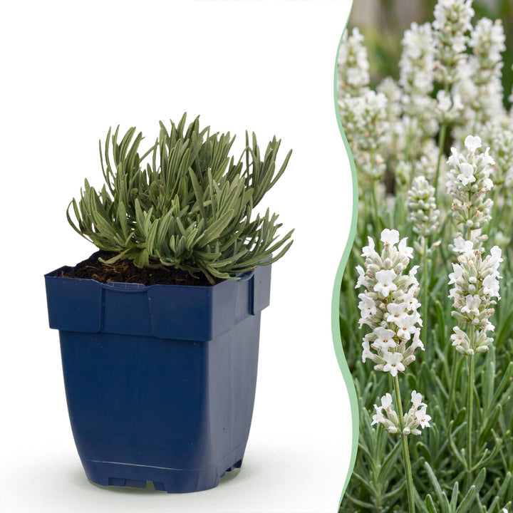 Lavandula ang. Hidcote - Lavendel - Geurend - Paars - 24 Planten