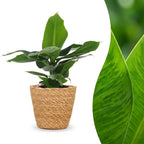 Musa Oriental Dwarf - Dwergbanaan met mand, plant in pot