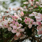 Clematis 'Hagley Hybrid' klimplant, roze, P9 pot, compacte tuinplant