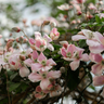 Clematis 'Hagley Hybrid' klimplant, roze, P9 pot