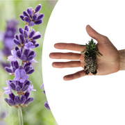 Lavendel Lavandula &