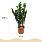 Zamioculcas, groene bladeren