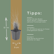 Calamagrostis brachytricha