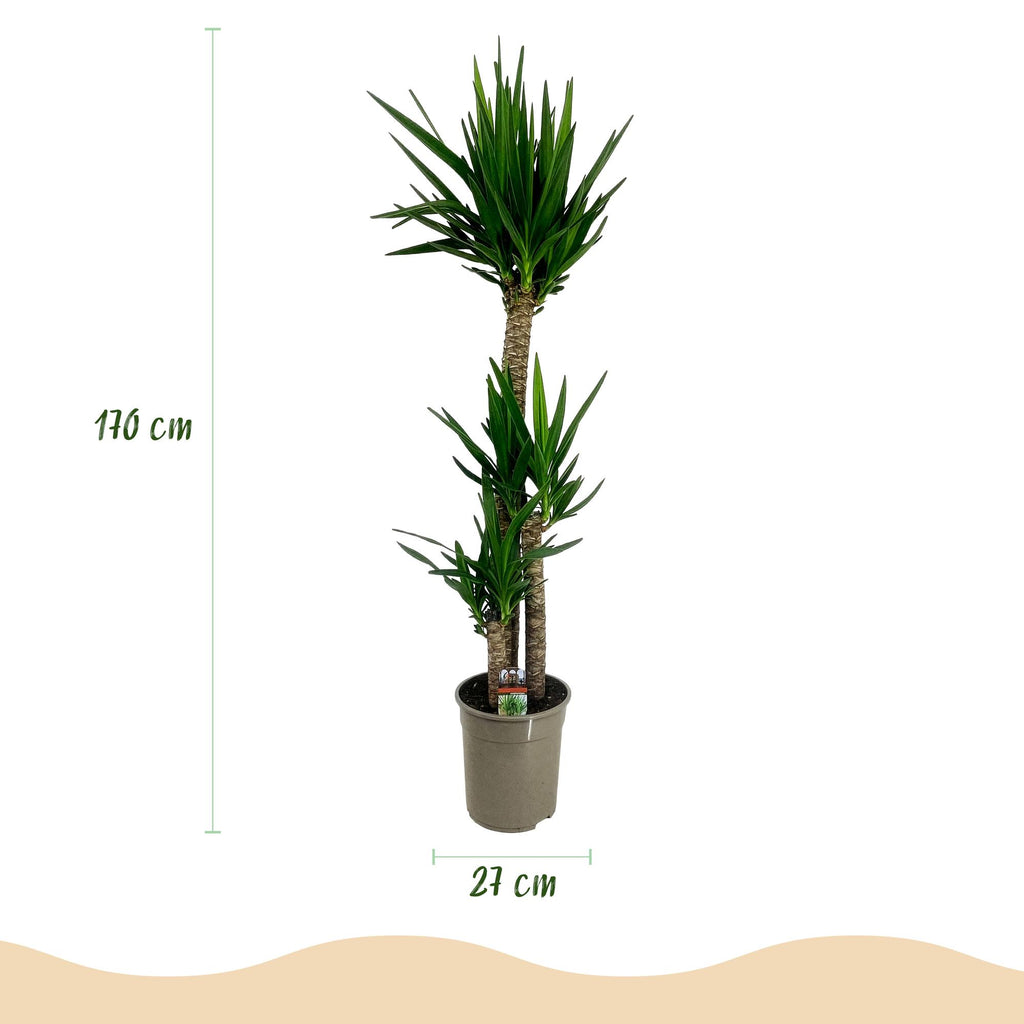 Yucca elephantipes, groene bladeren