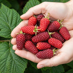 Taybes Rubus Tayberry, groeiwijze van de plant