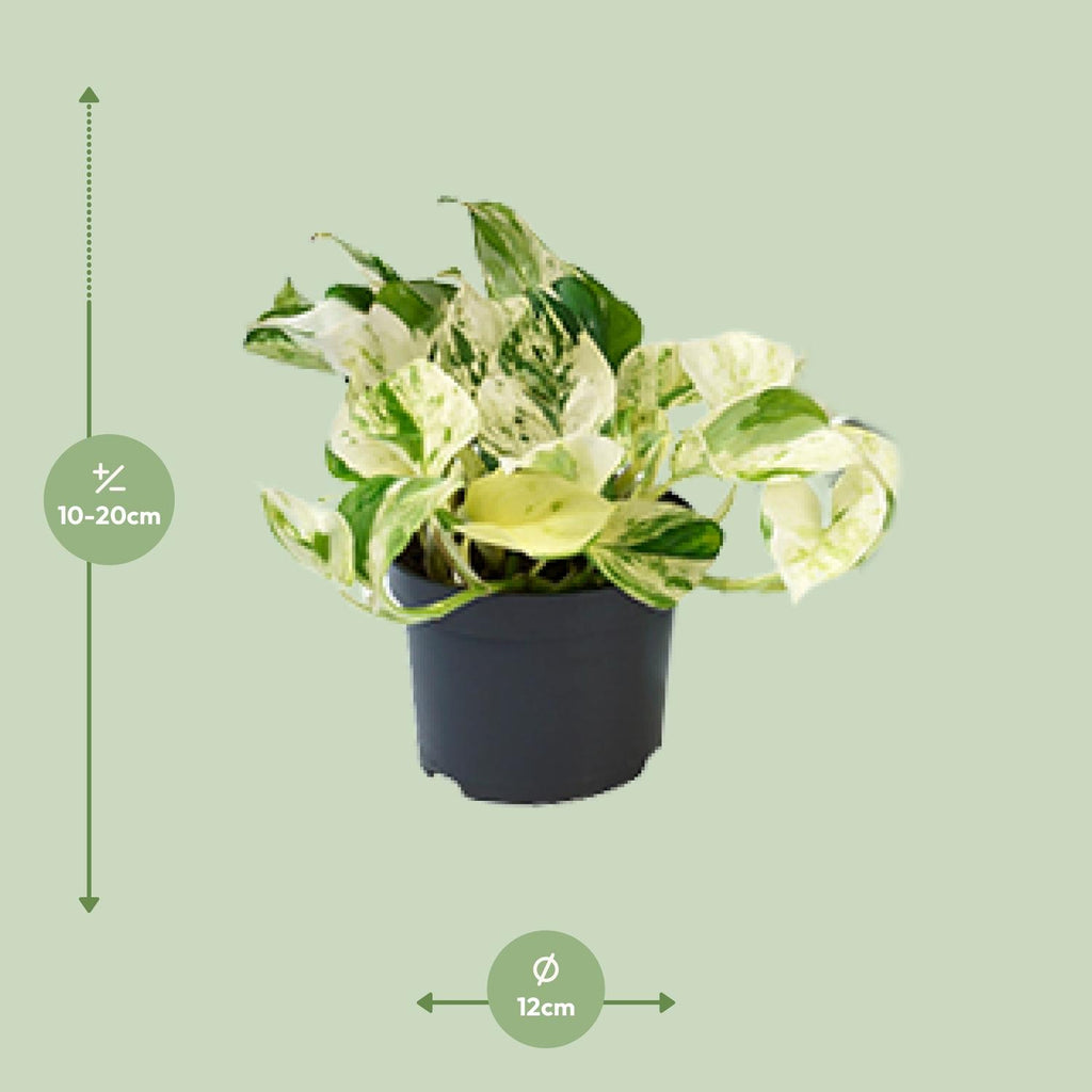 Detailfoto van Aanbieding - Epipremnum Happy Leaf - Scindapsus