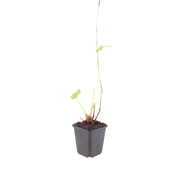24x Persicaria a. &