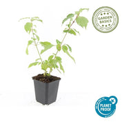 24x Cornus sang. &