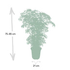 Detailfoto van Polyscias Fruticosa (Aralia)