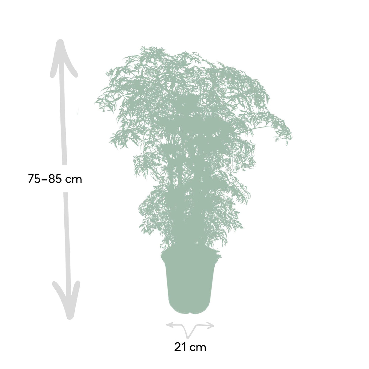 Detailfoto van Polyscias Fruticosa (Aralia)