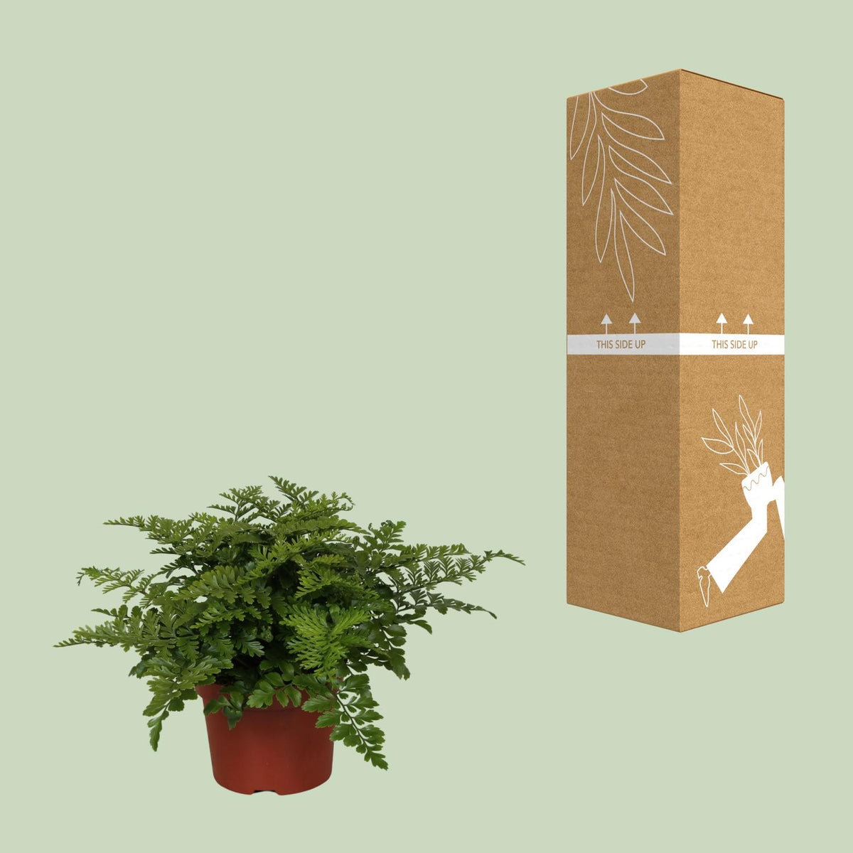 Asplenium Parvati, kenmerkend blad