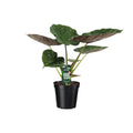 Alocasia Wentii - Olifantsoor, plant in pot