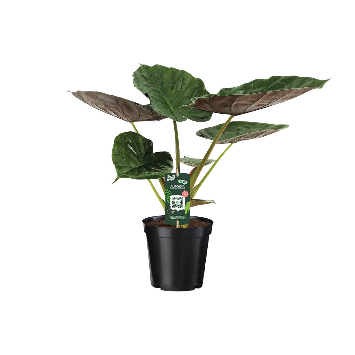 Alocasia Wentii - Olifantsoor, plant in pot