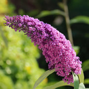 Buddleja davidii Pink Delight