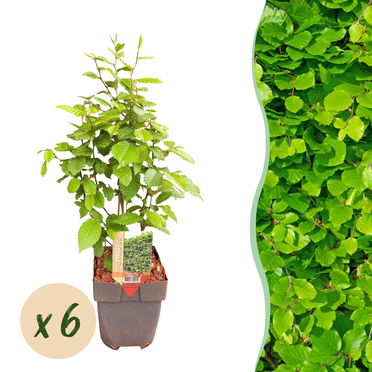 Carpinus betulus, plant in pot