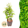 Carpinus betulus