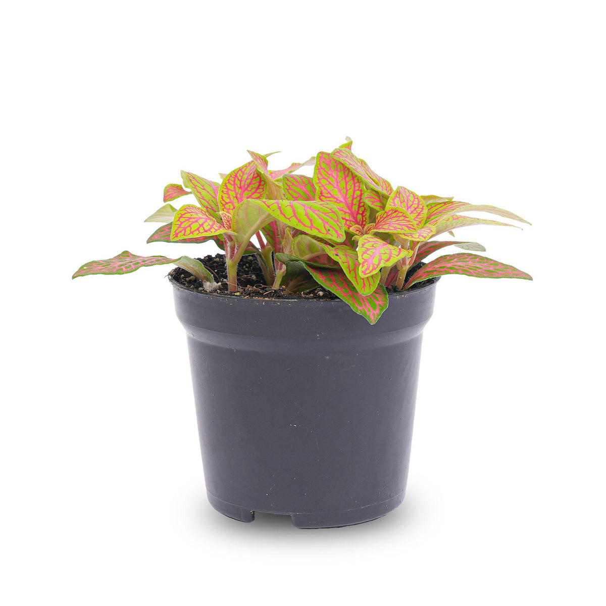 Fittonia mix oranje, roze en 'Ruby Lime', mozaïekplantje, detail van het blad