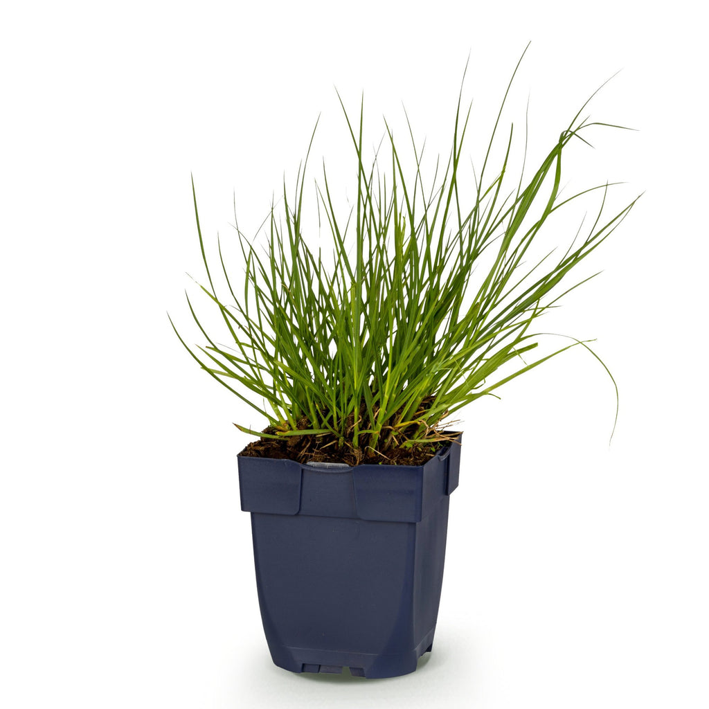 Panicum virg. Northwind - Prairiegraan - Met Pluim, sterke plant