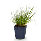 Panicum virg. Northwind - Prairiegraan - Met Pluim, sterke plant