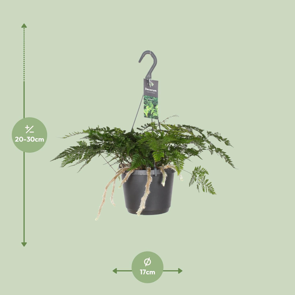 Detailfoto van Humata Tyermannii