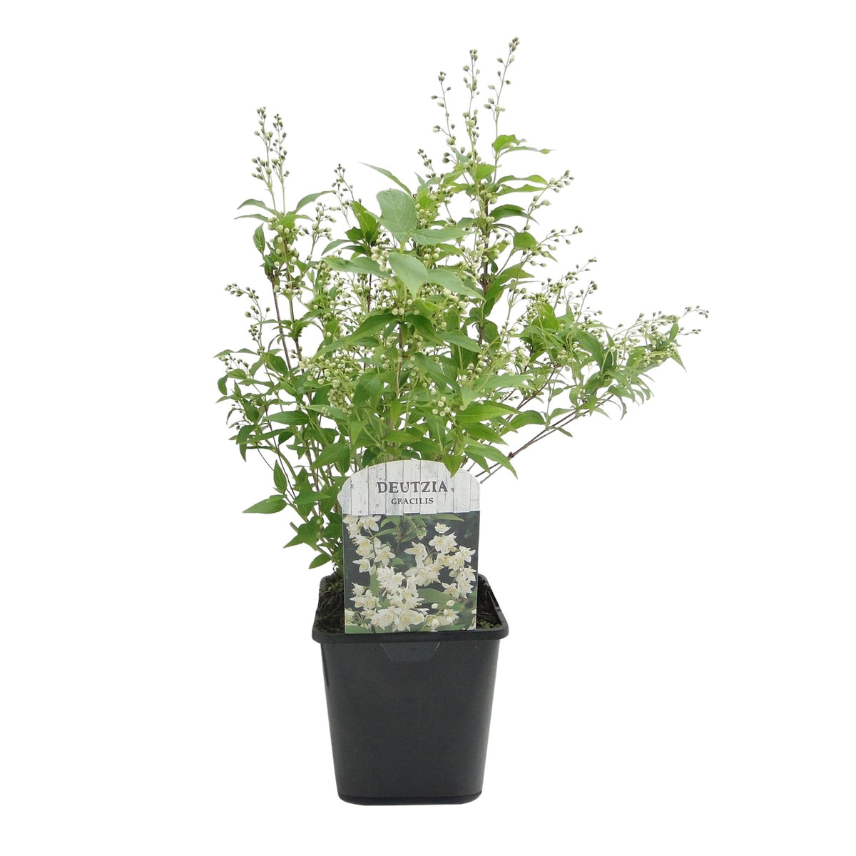 Deutzia Gracilis, detail van het blad