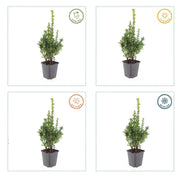 Buxus Sempervirens, 10-25 cm hoog