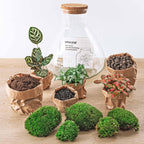 Detailfoto van DIY terrarium Sam XL Red met licht, compleet gereedschap