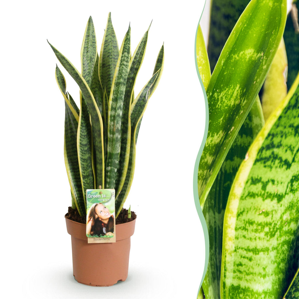 Sansevieria Laurentii, detail van het blad en de plant