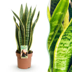 Sansevieria Laurentii, detail van het blad en de plant