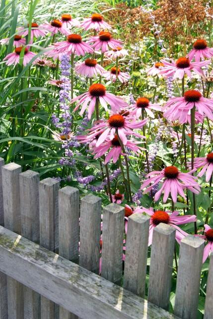 Echinacea p. 'Magnus', detail van het blad