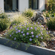 Vasteplant - Vinca minor - Maagdenpalm - Bodembedekkend - blauw - 1 Plant - Pot 11cm - Hoogte 15-25cm