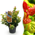 Leucothoe Curly Gold, sterke plant