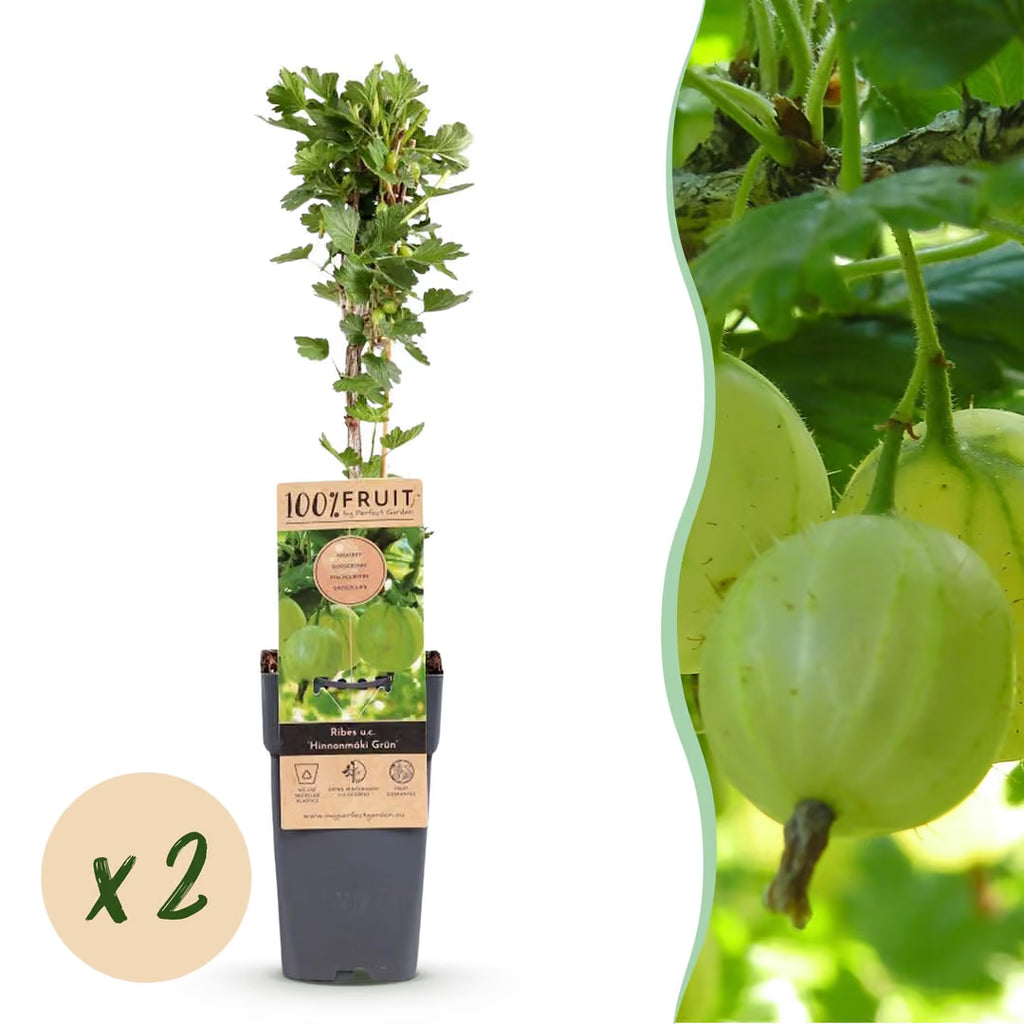 Kruisbes Hinnonmäki, fruitgewas voor de tuin, groeiwijze van de plant