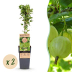 Kruisbes Hinnonmäki, fruitgewas voor de tuin, groeiwijze van de plant