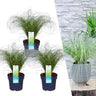 3 x Carex comans 'Frosted Curls'