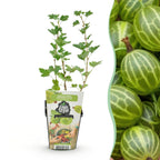 Kruisbes Ribes uva-crispa Hinnomäki Grün, plant in pot