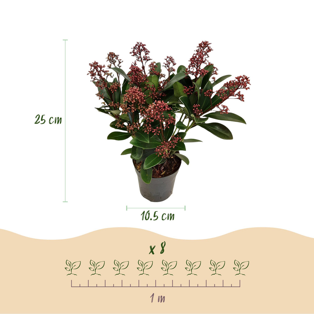 Skimmia japonica Rubella, groeiwijze van de plant