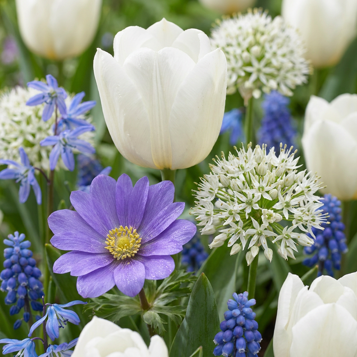 Blauwe bloembollen mix, Bulb Garden Blue