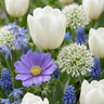 Blauwe bloembollen mix, Bulb Garden Blue