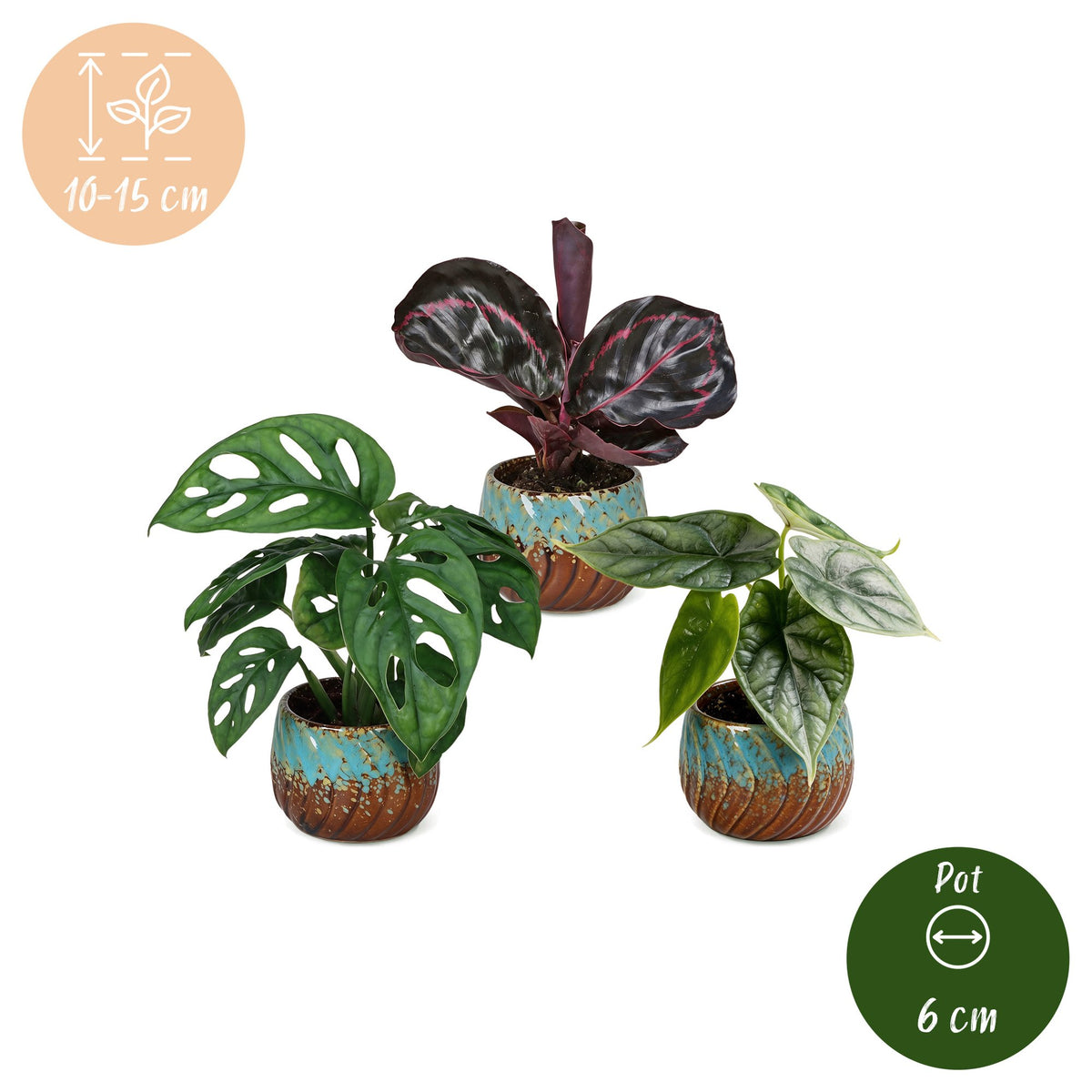 3x Baby Jungle Mix met Copper Reef
