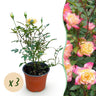 3x Rosa Tricolor Fairy