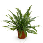 Nephrolepsis exaltata Green Lady, compacte kamerplant