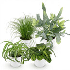 Chlorophytum, groene bladeren