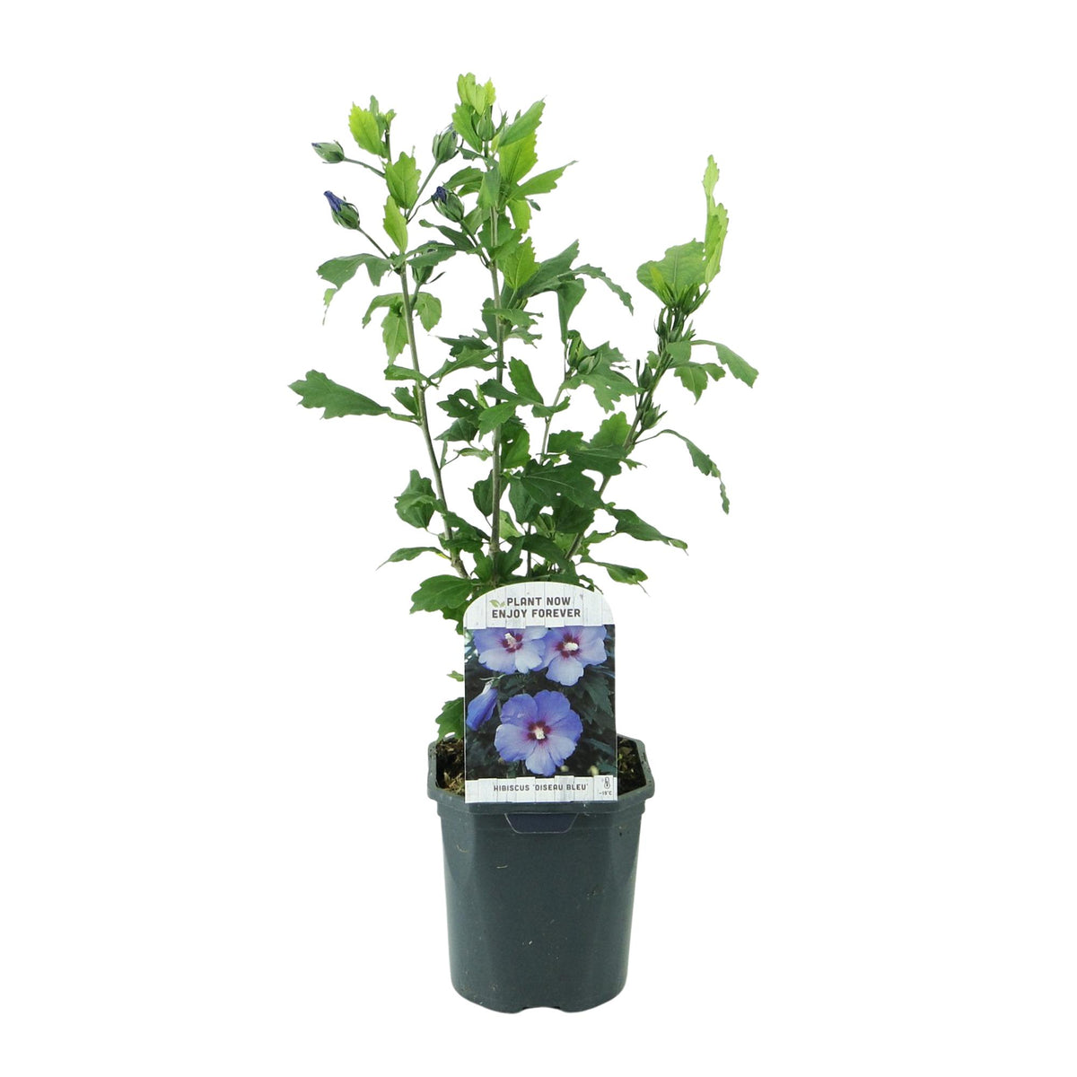 Hibiscus syriacus Oiseau Blue, groeiwijze van de plant