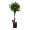 Productfoto van Ficus Micr. Moclame