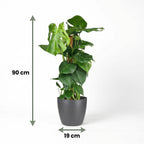 Gatenplant - Monstera Deliciosa mosstok  met grijze pot, groeiwijze van de plant