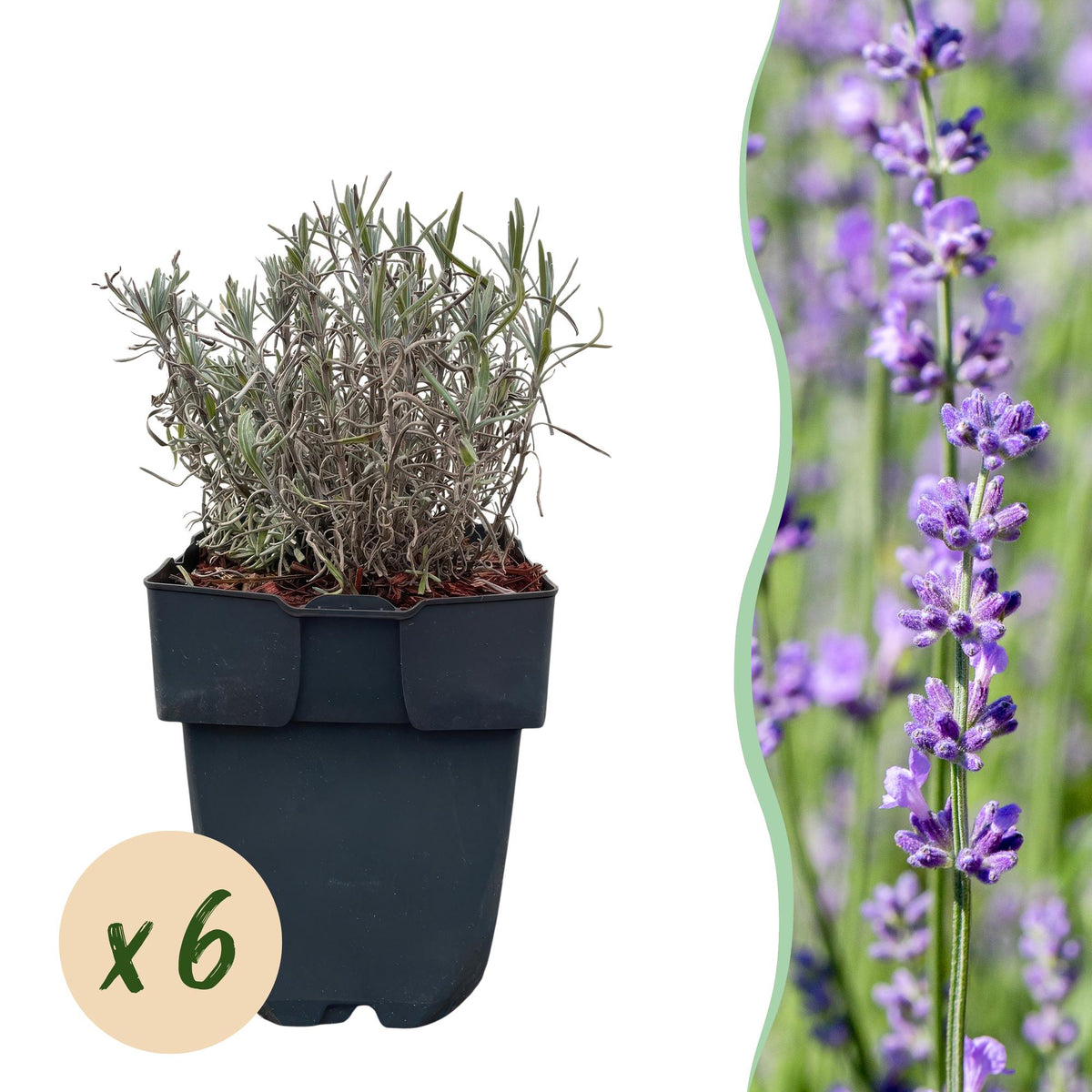 Lavandula angustifolia Hidcote, plant in pot
