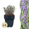 Lavandula angustifolia Hidcote